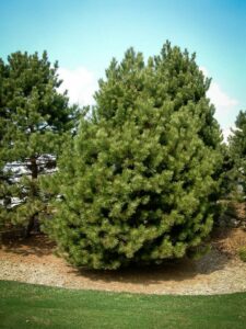 Сосна Чёрная (Pinus Nigra) купить по цене от 270.00р. в интернет-магазине «Посадика» с доставкой почтой в в Окуловкае и по всей России – [изображение №1].