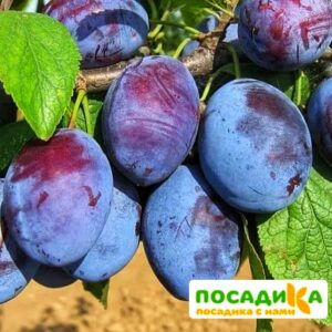 Слива Чачакская ранняя купить по цене от 229.00р. в интернет-магазине «Посадика» с доставкой почтой в в Окуловкае и по всей России – [изображение №1].