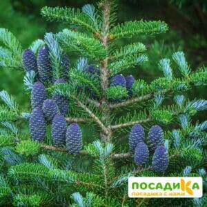 Пихта корейская (Abies koreana) купить по цене от 450.00р. в интернет-магазине «Посадика» с доставкой почтой в в Окуловкае и по всей России – [изображение №1].