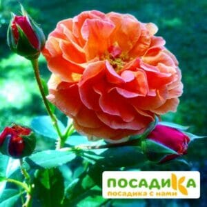 Роза Арабия купить по цене от 350.00р. в интернет-магазине «Посадика» с доставкой почтой в в Окуловкае и по всей России – [изображение №1].