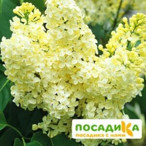 Сирень Примроуз (Primrose) купить по цене от 529.00р. в интернет-магазине «Посадика» с доставкой почтой в в Окуловкае и по всей России – [изображение №1].