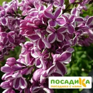 Сирень Сенсация купить по цене от 529.00р. в интернет-магазине «Посадика» с доставкой почтой в в Окуловкае и по всей России – [изображение №1].