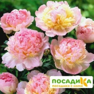 Пион Распберри Сандей (Paeonia Raspberry Sundae) купить по цене от 959р. в интернет-магазине «Посадика» с доставкой почтой в в Окуловкае и по всей России – [изображение №1].