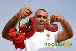 Клубника Гигант Джорнея купить по цене от 266р. в интернет-магазине «Посадика» с доставкой почтой в в Окуловкае и по всей России – [изображение №1].