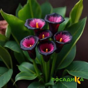 Калла Аура Лейс купить по цене от 400р. в интернет-магазине «Посадика» с доставкой почтой в в Окуловкае и по всей России – [изображение №1].