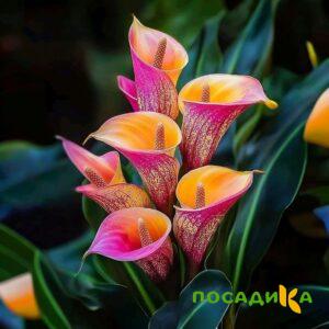 Калла Оникс купить по цене от 450р. в интернет-магазине «Посадика» с доставкой почтой в в Окуловкае и по всей России – [изображение №1].