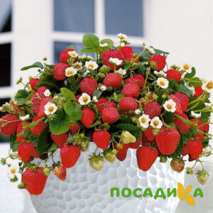 Клубника Рубиновый Шепот (горшечная) купить по цене от 240р. в интернет-магазине «Посадика» с доставкой почтой в в Окуловкае и по всей России – [изображение №1].