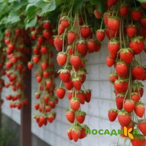 Клубника вьющаяся Комплимент купить по цене от 470р. в интернет-магазине «Посадика» с доставкой почтой в в Окуловкае и по всей России – [изображение №1].