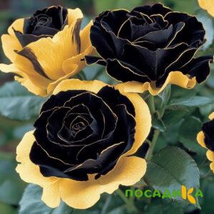 Роза Ханни Сикл купить по цене от 700р. в интернет-магазине «Посадика» с доставкой почтой в в Окуловкае и по всей России – [изображение №1].