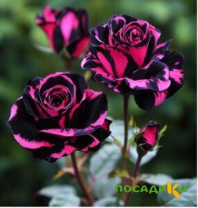 Роза Багровый Шепот купить по цене от 366р. в интернет-магазине «Посадика» с доставкой почтой в в Окуловкае и по всей России – [изображение №1].