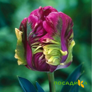Тюльпан Экзотик Хэвен купить по цене от 186р. в интернет-магазине «Посадика» с доставкой почтой в в Окуловкае и по всей России – [изображение №1].