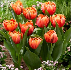 Тюльпан Гудошник Дабл купить по цене от 185р. в интернет-магазине «Посадика» с доставкой почтой в в Окуловкае и по всей России – [изображение №1].