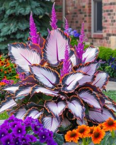 Хоста Кримэн Дрим купить по цене от 549р. в интернет-магазине «Посадика» с доставкой почтой в в Окуловкае и по всей России – [изображение №1].