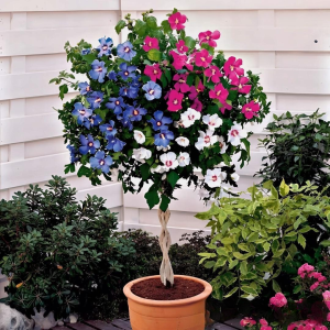 Гибискус-Дерево Триколор купить по цене от 289р. в интернет-магазине «Посадика» с доставкой почтой в в Окуловкае и по всей России – [изображение №1].