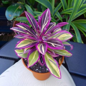 Хоста Сильвер Стик купить по цене от 650р. в интернет-магазине «Посадика» с доставкой почтой в в Окуловкае и по всей России – [изображение №1].