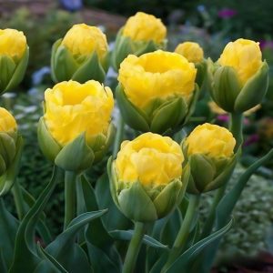 Тюльпан махровый Ванила Коп купить по цене от 159р. в интернет-магазине «Посадика» с доставкой почтой в в Окуловкае и по всей России – [изображение №1].