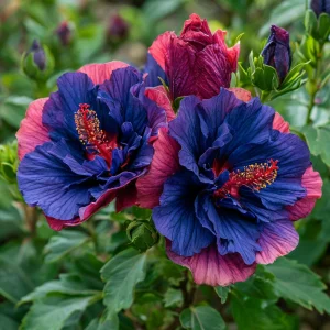 Гибискус Роуз Шайн купить по цене от 360р. в интернет-магазине «Посадика» с доставкой почтой в в Окуловкае и по всей России – [изображение №1].