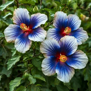 Гибискус Илюжн Вилью купить по цене от 259р. в интернет-магазине «Посадика» с доставкой почтой в в Окуловкае и по всей России – [изображение №1].