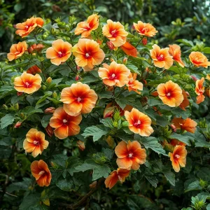 Гибискус Кристал Рэй купить по цене от 458р. в интернет-магазине «Посадика» с доставкой почтой в в Окуловкае и по всей России – [изображение №1].