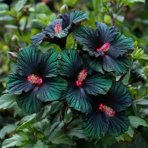 Гибискус Пикок Плюм купить по цене от 490р. в интернет-магазине «Посадика» с доставкой почтой в в Окуловкае и по всей России – [изображение №1].