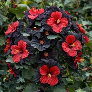 Гибискус Шиммеринг купить по цене от 720р. в интернет-магазине «Посадика» с доставкой почтой в в Окуловкае и по всей России – [изображение №1].