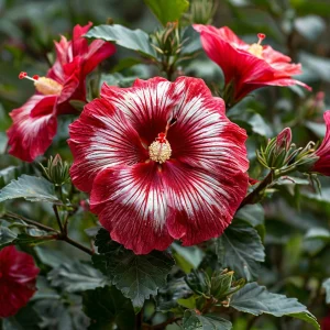 Гибискус Пурпл Мистик купить по цене от 360р. в интернет-магазине «Посадика» с доставкой почтой в в Окуловкае и по всей России – [изображение №1].